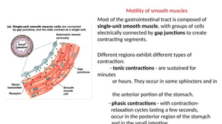 20
Motility of smooth muscles
Most of the gastrointestinal tract is composed of
single-unit smooth muscle, with groups of cells
electrically connected by gap junctions to create
contracting segments.
Different regions exhibit different types of
contraction:
- tonic contractions - are sustained for
minutes
or hours. They occur in some sphincters and in
the anterior portion of the stomach.
- phasic contractions - with contraction-
relaxation cycles lasting a few seconds,
occur in the posterior region of the stomach
 