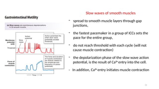 23
Slow waves of smooth muscles
- spread to smooth muscle layers through gap
junctions,
- the fastest pacemaker in a group of ICCs sets the
pace for the entire group,
- do not reach threshold with each cycle (will not
cause muscle contraction)
- the depolarization phase of the slow wave action
potential, is the result of Ca2+
entry into the cell.
- In addition, Ca2+
entry initiates muscle contraction
 