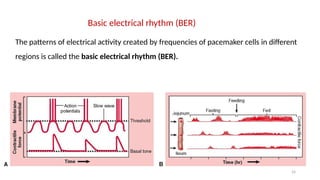 24
The patterns of electrical activity created by frequencies of pacemaker cells in different
regions is called the basic electrical rhythm (BER).
Basic electrical rhythm (BER)
 