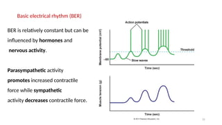 25
BER is relatively constant but can be
influenced by hormones and
nervous activity.
Parasympathetic activity
promotes increased contractile
force while sympathetic
activity decreases contractile force.
Basic electrical rhythm (BER)
 