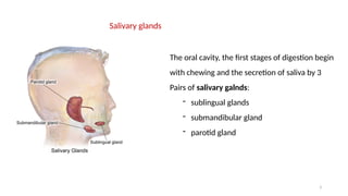 3
Salivary glands
The oral cavity, the first stages of digestion begin
with chewing and the secretion of saliva by 3
Pairs of salivary galnds:
- sublingual glands
- submandibular gland
- parotid gland
 