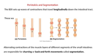 Peristalsis and Segmentation
The BER sets up waves of contractions that travel longitudinally down the intestinal tract.
These waves are called peristalsis.
Alternating contractions of the muscle layers of different segments of the small intestines
are responsible for churning or back-and-forth movements called segmentation.
 