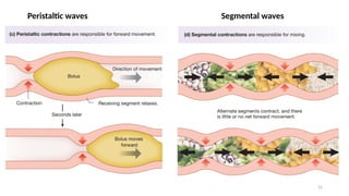 31
Peristaltic waves Segmental waves
 