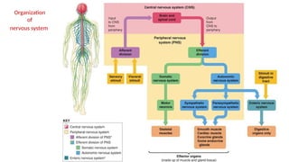 32
Organization
of
nervous system
 