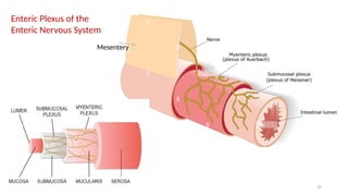 37
Enteric Plexus of the
Enteric Nervous System
Mesentery
 