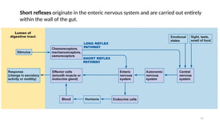 39
Short reflexes originate in the enteric nervous system and are carried out entirely
within the wall of the gut.
 