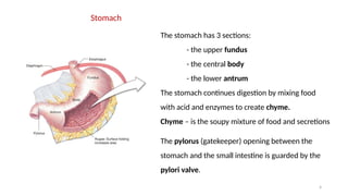 4
Stomach
The stomach has 3 sections:
- the upper fundus
- the central body
- the lower antrum
The stomach continues digestion by mixing food
with acid and enzymes to create chyme.
Chyme – is the soupy mixture of food and secretions
The pylorus (gatekeeper) opening between the
stomach and the small intestine is guarded by the
pylori valve.
 