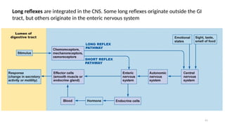 41
Long reflexes are integrated in the CNS. Some long reflexes originate outside the GI
tract, but others originate in the enteric nervous system
 