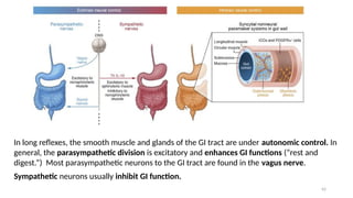 42
In long reflexes, the smooth muscle and glands of the GI tract are under autonomic control. In
general, the parasympathetic division is excitatory and enhances GI functions (“rest and
digest.”) Most parasympathetic neurons to the GI tract are found in the vagus nerve.
Sympathetic neurons usually inhibit GI function.
 