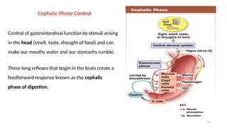49
Cephalic-Phase Control
Control of gastrointestinal function by stimuli arising
in the head (smell, taste, thought of food) and can
make our mouths water and our stomachs rumble.
These long reflexes that begin in the brain create a
feedforward response known as the cephalic
phase of digestion.
 