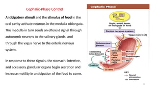 50
Cephalic-Phase Control
Anticipatory stimuli and the stimulus of food in the
oral cavity activate neurons in the medulla oblongata.
The medulla in turn sends an efferent signal through
autonomic neurons to the salivary glands, and
through the vagus nerve to the enteric nervous
system.
In response to these signals, the stomach, intestine,
and accessory glandular organs begin secretion and
increase motility in anticipation of the food to come.
 