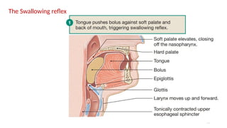 52
The Swallowing reflex
 