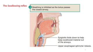 53
The Swallowing reflex
 