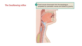 54
The Swallowing reflex
 