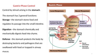 55
Gastric-Phase Control
Control by stimuli arising in the stomach.
The stomach has 3 general functions:
Storage - the stomach stores food and
regulates its passage into the small intestine.
Digestion - the stomach chemically and
mechanically digests food into chyme.
Defense - the stomach protects the body by
destroying bacteria and pathogens that are
swallowed with food or trapped in airway
mucus.
 