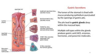 58
Gastric Secretions
The lumen of the stomach is lined with
mucus-producing epithelium punctuated
by the openings of gastric pits.
The pits lead to gastric glands deep
within the mucosal layer.
Multiple cell types within the glands
produce gastric acid (HCl), enzymes,
hormones, and paracrine molecules.
 
