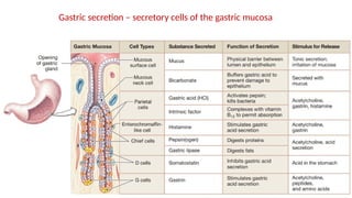 59
Gastric secretion – secretory cells of the gastric mucosa
 