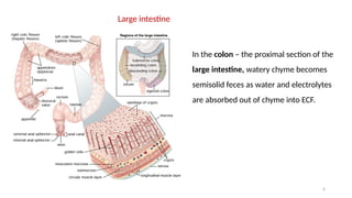 6
Large intestine
In the colon – the proximal section of the
large intestine, watery chyme becomes
semisolid feces as water and electrolytes
are absorbed out of chyme into ECF.
 