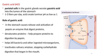 61
Gastric acid (HCl)
- parietal cells in the gastric glands secrete gasstric acid
into the lumen of the stomach
- 1-3 liters per day, acid create luminar pH as low as 1
Role of gastric acid:
- in the stomach causes release and activation of
pepsin an enzyme that digest proteins,
- denaturates proteins – help prepare proteins to
digestion by pepsin,
- helps kill bacteria and other ingested microorganisms,
- inactivates salivary amylase, stopping carbohydrate
digestion that began in the mouth.
 