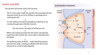 62
Gastric acid (HCl)
The parietal cell secrete acid in the stomach.
↓
the H+ from water inside the parietal cell is pumped into the
stomach lumen by an H+-K+-ATPase in exchange for K+
entering the cell.
↓
Cl- then follows the electrical gradient created by H+ by
moving through open chloride channels
↓
The net result is secretion of HCl by the cell.
↓
While acid is being secreted into the lumen, bicarbonate
made from CO2 and the OH– from water is absorbed into
the blood.
↓
The buffering action of HCO3 – makes blood leaving the
stomach less acidic, creating an alkaline tide that can be
measured as a meal is being digested.
 
