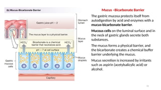63
Mucus –Bicarbonate Barrier
The gastric mucosa protects itself from
autodigestion by acid and enzymes with a
mucus-bicarbonate barrier.
Mucous cells on the luminal surface and in
the neck of gastric glands secrete both
substances.
The mucus forms a physical barrier, and
the bicarbonate creates a chemical buffer
barrier underlying the mucus.
Mucus secretion is increased by irritants
such as aspirin (acetylsalicylic acid) or
alcohol.
 