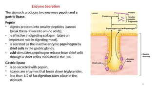 64
Enzyme Secretion
The stomach produces two enzymes pepsin and a
gastric lipase.
Pepsin
- digests proteins into smaller peptides (cannot
break them down into amino acids),
- is effective in digesting collagen (plays an
important role in digesting meat),
- is secreted as the inactive enzyme pepsinogen by
chief cells in the gastric glands.
- acid stimulates pepsinogen release from chief cells
through a short reflex mediated in the ENS
Gastric lipase
- is co-secreted with pepsin,
- lipases are enzymes that break down triglycerides,
- less than 1/3 of fat digestion takes place in the
stomach
 