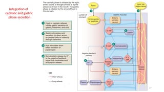 67
Integration of
cephalic and gastric
phase secretion
 