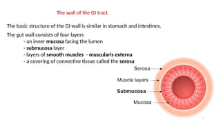 7
The wall of the GI tract
The basic structure of the GI wall is similar in stomach and intestines.
The gut wall consists of four layers
- an inner mucosa facing the lumen
- submucosa layer
- layers of smooth muscles - muscularis externa
- a covering of connective tissue called the serosa
 