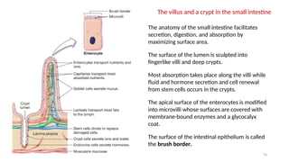 70
The anatomy of the small intestine facilitates
secretion, digestion, and absorption by
maximizing surface area.
The surface of the lumen is sculpted into
fingerlike villi and deep crypts.
Most absorption takes place along the villi while
fluid and hormone secretion and cell renewal
from stem cells occurs in the crypts.
The apical surface of the enterocytes is modified
into microvilli whose surfaces are covered with
membrane-bound enzymes and a glycocalyx
coat.
The surface of the intestinal epithelium is called
the brush border.
The villus and a crypt in the small intestine
 