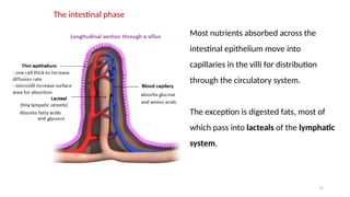 71
Most nutrients absorbed across the
intestinal epithelium move into
capillaries in the villi for distribution
through the circulatory system.
The exception is digested fats, most of
which pass into lacteals of the lymphatic
system.
The intestinal phase
 