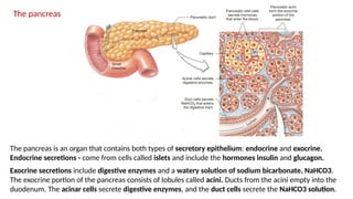 77
The pancreas is an organ that contains both types of secretory epithelium: endocrine and exocrine.
Endocrine secretions - come from cells called islets and include the hormones insulin and glucagon.
Exocrine secretions include digestive enzymes and a watery solution of sodium bicarbonate, NaHCO3.
The exocrine portion of the pancreas consists of lobules called acini. Ducts from the acini empty into the
duodenum. The acinar cells secrete digestive enzymes, and the duct cells secrete the NaHCO3 solution.
The pancreas
 