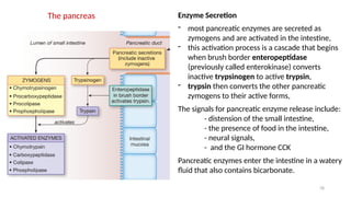 78
The pancreas Enzyme Secretion
- most pancreatic enzymes are secreted as
zymogens and are activated in the intestine,
- this activation process is a cascade that begins
when brush border enteropeptidase
(previously called enterokinase) converts
inactive trypsinogen to active trypsin,
- trypsin then converts the other pancreatic
zymogens to their active forms,
The signals for pancreatic enzyme release include:
- distension of the small intestine,
- the presence of food in the intestine,
- neural signals,
- and the GI hormone CCK
Pancreatic enzymes enter the intestine in a watery
fluid that also contains bicarbonate.
 