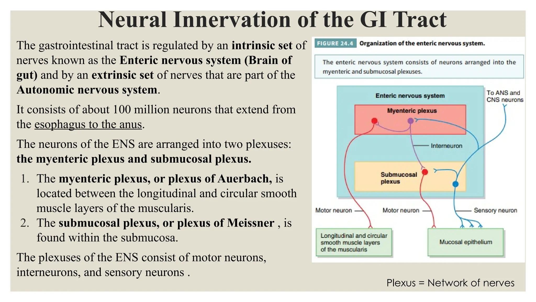 Neural Innervation of the GI Tract
The gastrointestinal tract is regulated by an intrinsic set of
nerves known as the Enteric nervous system (Brain of
gut) and by an extrinsic set of nerves that are part of the
Autonomic nervous system.
It consists of about 100 million neurons that extend from
the esophagus to the anus.
The neurons of the ENS are arranged into two plexuses:
the myenteric plexus and submucosal plexus.
1. The myenteric plexus, or plexus of Auerbach, is
located between the longitudinal and circular smooth
muscle layers of the muscularis.
2. The submucosal plexus, or plexus of Meissner , is
found within the submucosa.
The plexuses of the ENS consist of motor neurons,
interneurons, and sensory neurons .
Plexus = Network of nerves
 