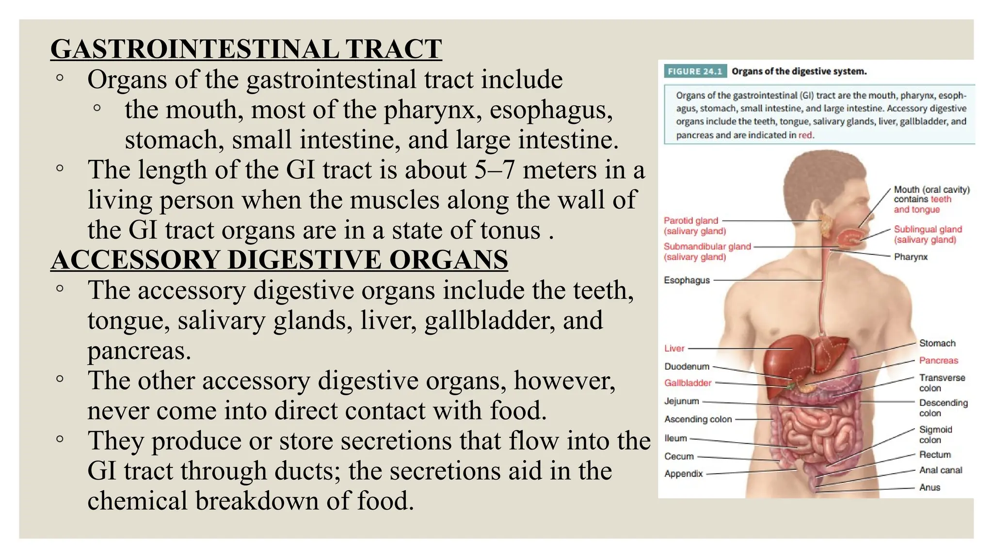 GASTROINTESTINAL TRACT
◦ Organs of the gastrointestinal tract include
◦ the mouth, most of the pharynx, esophagus,
stomach, small intestine, and large intestine.
◦ The length of the GI tract is about 5–7 meters in a
living person when the muscles along the wall of
the GI tract organs are in a state of tonus .
ACCESSORY DIGESTIVE ORGANS
◦ The accessory digestive organs include the teeth,
tongue, salivary glands, liver, gallbladder, and
pancreas.
◦ The other accessory digestive organs, however,
never come into direct contact with food.
◦ They produce or store secretions that flow into the
GI tract through ducts; the secretions aid in the
chemical breakdown of food.
 