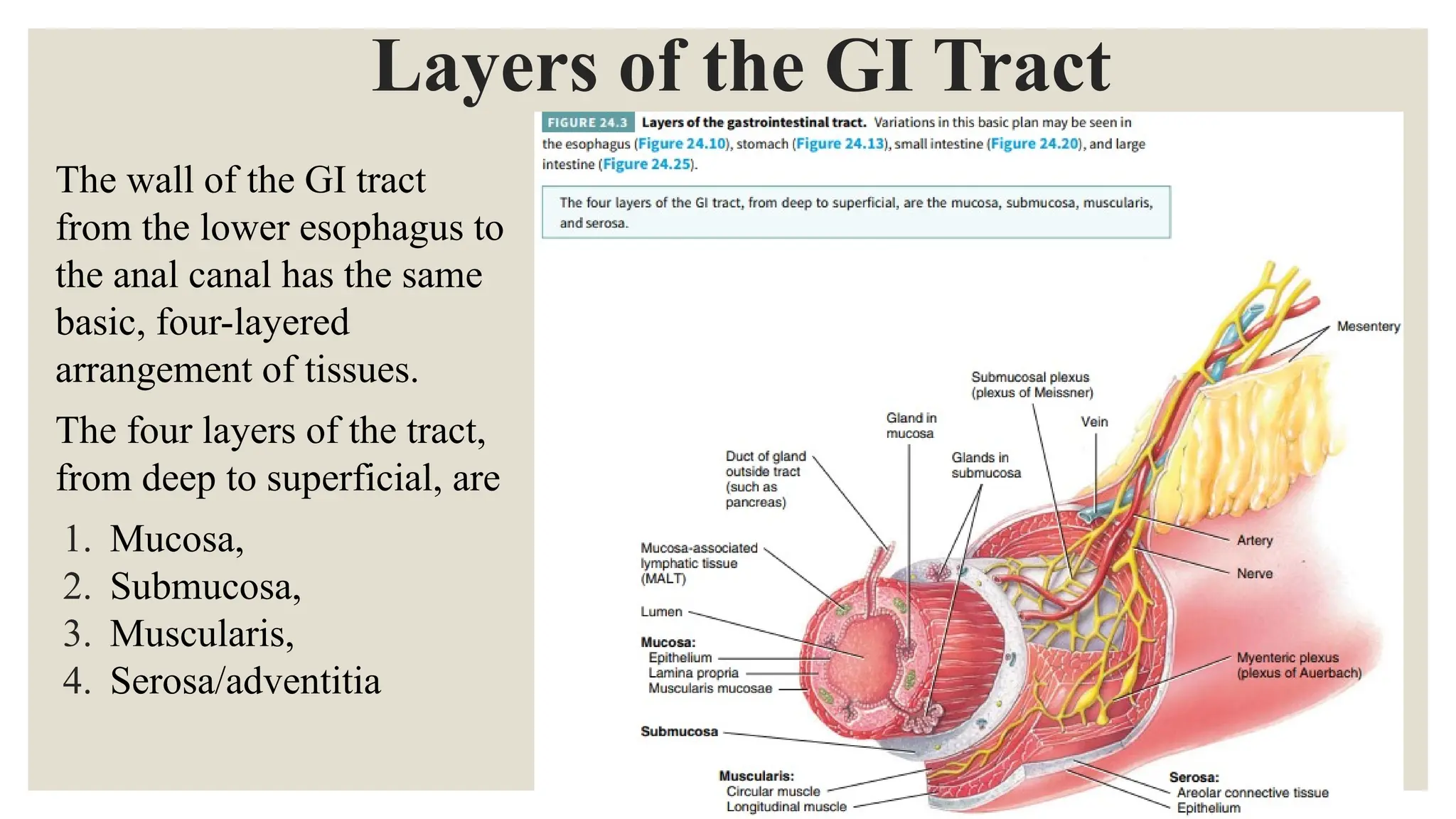 Layers of the GI Tract
The wall of the GI tract
from the lower esophagus to
the anal canal has the same
basic, four-layered
arrangement of tissues.
The four layers of the tract,
from deep to superficial, are
1. Mucosa,
2. Submucosa,
3. Muscularis,
4. Serosa/adventitia
 
