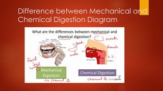the human digestive system and its parts and functions | PPTX