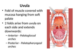 Uvulus DIGESTIVE SYSTEM.pptx details for nurses | PPTX