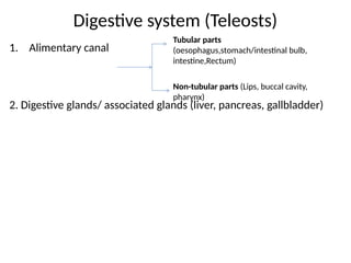 Digestive system (Teleosts)
1. Alimentary canal
2. Digestive glands/ associated glands (liver, pancreas, gallbladder)
Tubular parts
(oesophagus,stomach/intestinal bulb,
intestine,Rectum)
Non-tubular parts (Lips, buccal cavity,
pharynx)
 