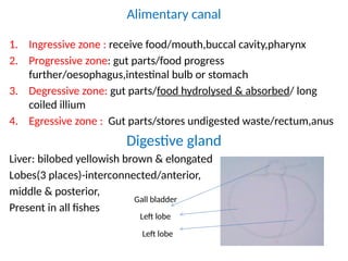 Alimentary canal
1. Ingressive zone : receive food/mouth,buccal cavity,pharynx
2. Progressive zone: gut parts/food progress
further/oesophagus,intestinal bulb or stomach
3. Degressive zone: gut parts/food hydrolysed & absorbed/ long
coiled illium
4. Egressive zone : Gut parts/stores undigested waste/rectum,anus
Digestive gland
Liver: bilobed yellowish brown & elongated
Lobes(3 places)-interconnected/anterior,
middle & posterior,
Present in all fishes
Gall bladder
Left lobe
Left lobe
 