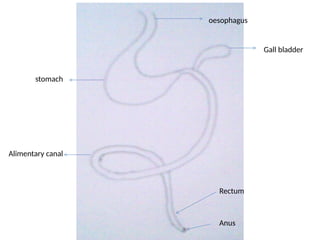 oesophagus
Gall bladder
stomach
Alimentary canal
Rectum
Anus
 