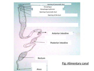 ALIMENTARY Fig: Alimentary canal
Gjdgjskdskopening of pneumatic duct
Oesophagus
Oesophageal sphincter
Opening of pancreatic duct
Opening of bile duct
Anterior intestine
Posterior intestine
Rectum
Anus
 