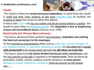 4. Modifications of Alimentary canal
Mouth:
The mouth in fishes has several structural adaptations. In some fishes the mouth
is small and their inner surfaces of lips have rasp-like folds to facilitate the
scraping of algae from stones to which they adhere.
In fishes with suckers the lips are mobile and plicate having folded or papillae. The
mouth in some fishes is elongated as beak. This adaptation is due to lengthening
of jaws and hymandibular bones (S.Kumar et al, 1998).
Buccal cavity and Pharynx (Bucco pharynx) :
• The bucco- pharynx of fishes performs two functions, respiration and catching
the food and conveying it to the esophagus.
•In the carnivorous and predatory fishes such as wallo attu, Mystus seengala, M.
aor, Channa marulius, C. punctatus, Notopterus chitala, the buccophrynx is armed
with strong teeth in its various parts and even the gill rakers are tooth like.
• The bucco- pharynx is not clearly divided into buccal cavity and pharynx, and
the part anterior to the gills is regarded as the buccal cavity. Teeth are borne by
premaxilla, maxilla, vomers, palatines and the dentaries. In some species ,
Notopterus chitala, Notopterus notopterus teeth are present on the tongue
also……..
 