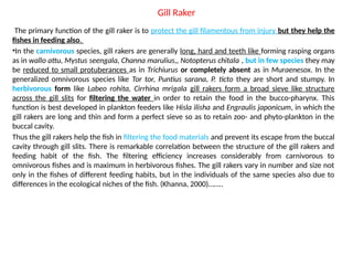 Gill Raker
The primary function of the gill raker is to protect the gill filamentous from injury but they help the
fishes in feeding also.
•In the carnivorous species, gill rakers are generally long, hard and teeth like forming rasping organs
as in wallo attu, Mystus seengala, Channa marulius,, Notopterus chitala , but in few species they may
be reduced to small protuberances as in Trichiurus or completely absent as in Muraenesox. In the
generalized omnivorous species like Tor tor, Puntius sarana, P. ticto they are short and stumpy. In
herbivorous form like Labeo rohita, Cirrhina mrigala gill rakers form a broad sieve like structure
across the gill slits for filtering the water in order to retain the food in the bucco-pharynx. This
function is best developed in plankton feeders like Hisla ilisha and Engraulis japonicum, in which the
gill rakers are long and thin and form a perfect sieve so as to retain zoo- and phyto-plankton in the
buccal cavity.
Thus the gill rakers help the fish in filtering the food materials and prevent its escape from the buccal
cavity through gill slits. There is remarkable correlation between the structure of the gill rakers and
feeding habit of the fish. The filtering efficiency increases considerably from carnivorous to
omnivorous fishes and is maximum in herbivorous fishes. The gill rakers vary in number and size not
only in the fishes of different feeding habits, but in the individuals of the same species also due to
differences in the ecological niches of the fish. (Khanna, 2000)……..
 