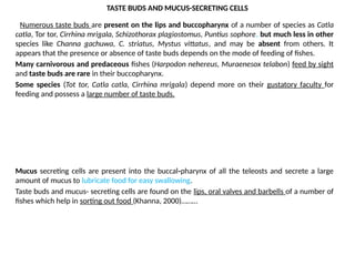 TASTE BUDS AND MUCUS-SECRETING CELLS
Numerous taste buds are present on the lips and buccopharynx of a number of species as Catla
catla, Tor tor, Cirrhina mrigala, Schizothorax plagiostomus, Puntius sophore, but much less in other
species like Channa gachuwa, C. striatus, Mystus vittatus, and may be absent from others. It
appears that the presence or absence of taste buds depends on the mode of feeding of fishes.
Many carnivorous and predaceous fishes (Harpodon nehereus, Muraenesox telabon) feed by sight
and taste buds are rare in their buccopharynx.
Some species (Tot tor, Catla catla, Cirrhina mrigala) depend more on their gustatory faculty for
feeding and possess a large number of taste buds.
Mucus secreting cells are present into the buccal-pharynx of all the teleosts and secrete a large
amount of mucus to lubricate food for easy swallowing.
Taste buds and mucus- secreting cells are found on the lips, oral valves and barbells of a number of
fishes which help in sorting out food (Khanna, 2000)………
 