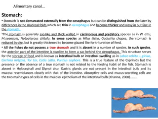 Alimentary canal…
Stomach:
• Stomach is not demarcated externally from the oesophagus but can be distinguished from the later by
differences in the mucosal folds which are thin in oesophagus and become thicker and wavy in out line in
the stomach.
•The stomach is generally sac-like and thick walled in carnivorous and predatory species as in W. attu,
M.seengala, Notopterous chitala. In some species as Hilsa ilisha, Gadushia chapra, the stomach is
reduced in size, but is greatly thickened to become gizzard like for trituration of feed.
• All the fishes do not possess a true stomach and it is absent in a number of species. In such species,
the anterior part of the intestine is swollen to form a sac behind the oesophagus. This structure serves
for the storage of food and is known as intestinal bulb or intestinal swelling as in Labeo rohita, L.ginius,
Cirrhina mrigala, Tor tor, Catla catla, Puntius sophore. This is a true feature of the Cyprinids but the
presence or the absence of a true stomach is not related to the feeding habit of the fish. Stomach is
absent in Holocephali and Dipnoi also. Gastric glands are not present in the intestinal bulb and its
mucosa resemblances closely with that of the intestine. Absorptive cells and mucus-secreting cells are
the two main types of cells in the mucosal epithelium of the intestinal bulb (Khanna, 2000)………
 