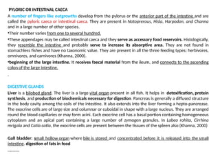 PYLORIC OR INTESTINAL CAECA
A number of fingers like outgrowths develop from the pylorus or the anterior part of the intestine and are
called the pyloric caeca or intestinal caeca. They are present in Notoprerous, Hisla, Harpodon, and Channa
and in a large number of other species.
•Their number varies from one to several hundred.
•These appendages may be called intestinal caeca and they serve as accessory food reservoirs. Histologically,
they resemble the intestine and probably serve to increase its absorptive area. They are not found in
stomachless fishes and have no taxonomic value. They are present in all the three feeding types; herbivores,
omnivores, and carnivores (Khanna, 2000).
•beginning of the large intestine. It receives faecal material from the ileum, and connects to the ascending
colon of the large intestine.
DIGESTIVE GLANDS
Liver is a bilobed gland. The liver is a large vital organ present in all fish. It helps in detoxification, protein
synthesis, and production of biochemicals necessary for digestion. Pancreas is generally a diffused structure
in the body cavity among the coils of the intestine. It also extends into the liver forming a hepto-pancrease.
The exocrine cells are of large size and columnar or cuboidal in shape with a large nucleus. They are arranged
round the blood capillaries or may form acini. Each exocrine cell has a basal portion containing homogeneous
cytoplasm and an apical part containing a large number of zymogen granules. In Labeo rohita, Cirrhina
mrigala and Catla catla, the exocrine cells are present between the tissues of the spleen also (Khanna, 2000)
Gall bladder: small hollow organ where bile is stored and concentrated before it is released into the small
intestine. digestion of fats in food
………..
 