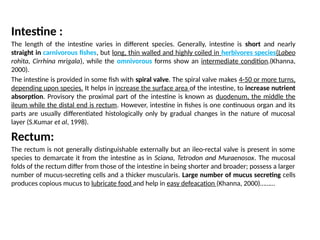 Intestine :
The length of the intestine varies in different species. Generally, intestine is short and nearly
straight in carnivorous fishes, but long, thin walled and highly coiled in herbivores species(Labeo
rohita, Cirrhina mrigala), while the omnivorous forms show an intermediate condition.(Khanna,
2000).
The intestine is provided in some fish with spiral valve. The spiral valve makes 4-50 or more turns,
depending upon species. It helps in increase the surface area of the intestine, to increase nutrient
absorption. Provisory the proximal part of the intestine is known as duodenum, the middle the
ileum while the distal end is rectum. However, intestine in fishes is one continuous organ and its
parts are usually differentiated histologically only by gradual changes in the nature of mucosal
layer (S.Kumar et al, 1998).
Rectum:
The rectum is not generally distinguishable externally but an ileo-rectal valve is present in some
species to demarcate it from the intestine as in Sciana, Tetrodon and Muraenosox. The mucosal
folds of the rectum differ from those of the intestine in being shorter and broader; possess a larger
number of mucus-secreting cells and a thicker muscularis. Large number of mucus secreting cells
produces copious mucus to lubricate food and help in easy defeacation (Khanna, 2000)………
 
