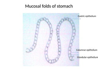 Mucosal folds of stomach
Gastric epithelium
Columnar epithelium
Glandular epithelium
 