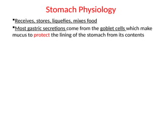 Stomach Physiology
Receives, stores, liquefies, mixes food
Most gastric secretions come from the goblet cells which make
mucus to protect the lining of the stomach from its contents
 