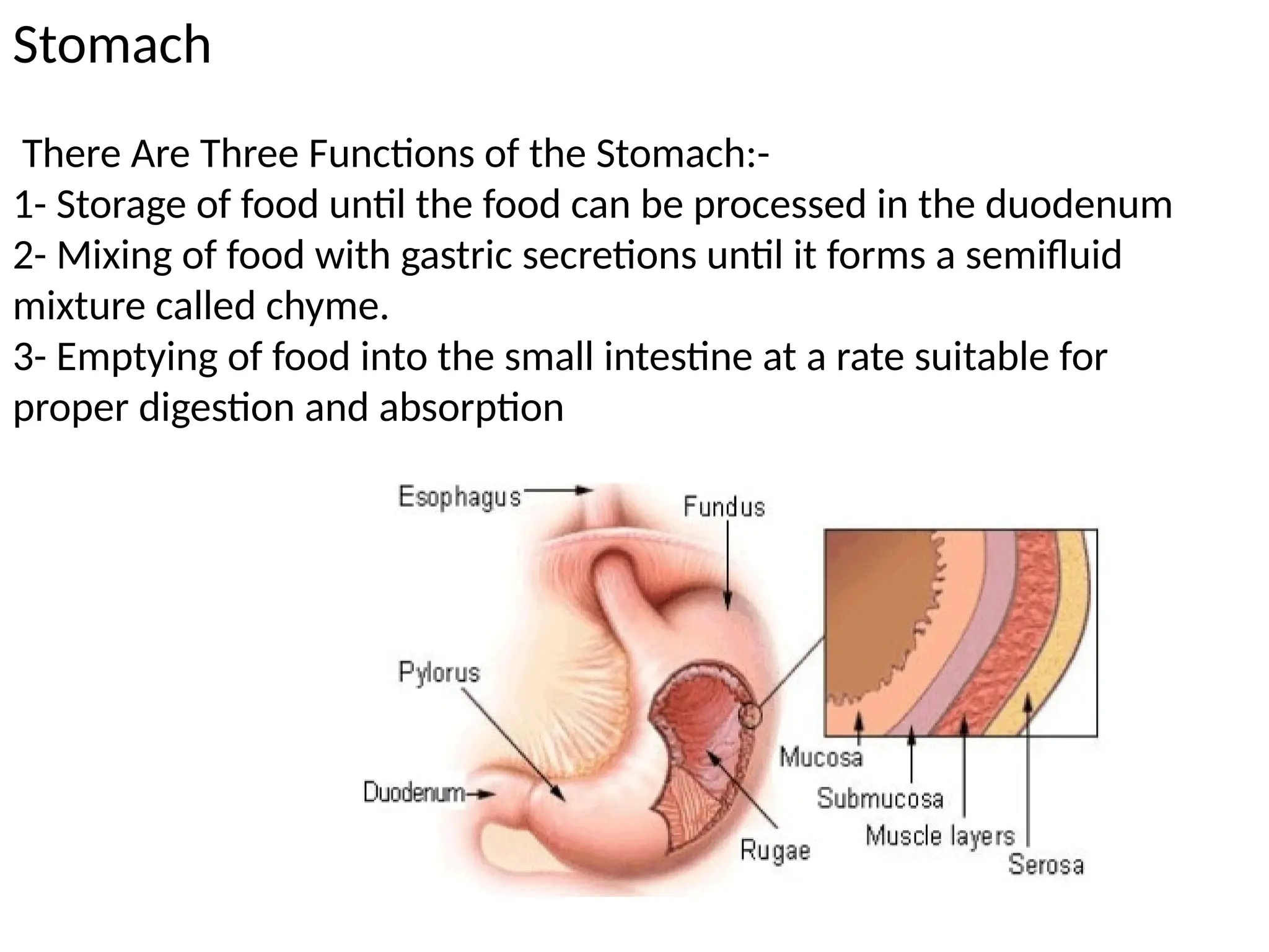 Stomach
There Are Three Functions of the Stomach:-
1- Storage of food until the food can be processed in the duodenum
2- Mixing of food with gastric secretions until it forms a semifluid
mixture called chyme.
3- Emptying of food into the small intestine at a rate suitable for
proper digestion and absorption
 